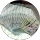 Joseph Mayer profile picture